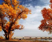 沙雅天气预报15天