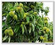 罗田天气预报15天