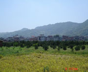 美姑天气预报15天