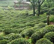 名山天气预报15天